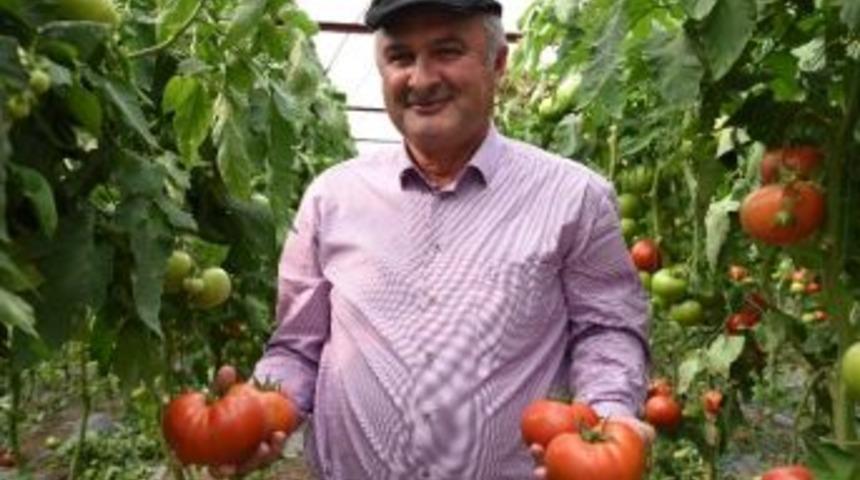 Seracılığın Yeni G&ouml;zdesi S&ouml;ğ&uuml;t