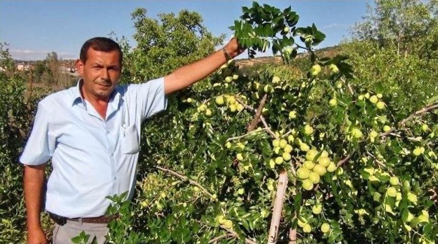 H&uuml;nnap, Kiraz Ve Vişneye Alternatif Oldu