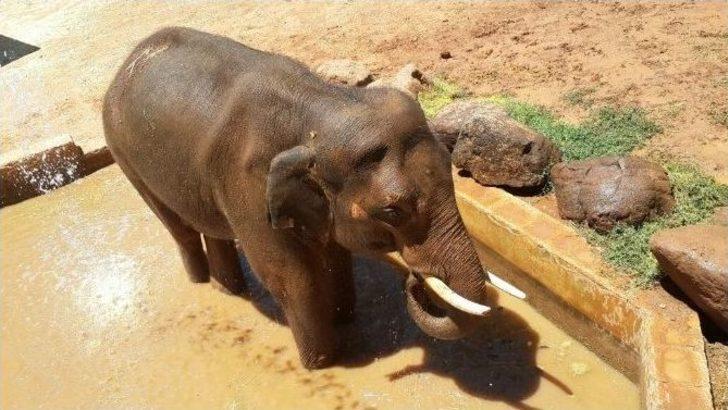 Gaziantep Hayvanat Bahçesin’de Bayram Yoğunluğu G5