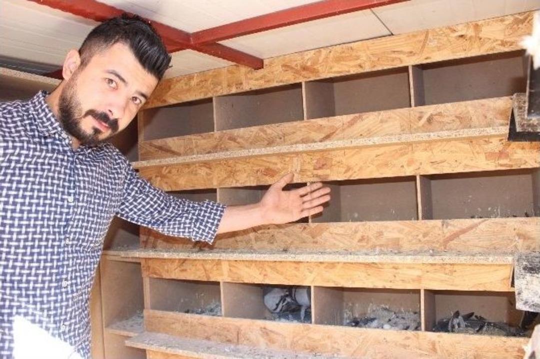 K&uuml;mesten 80 Bin Tl&rsquo;lik G&uuml;vercin &Ccedil;aldılar