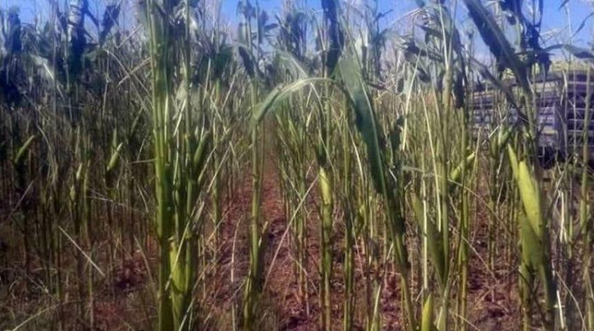 &Ccedil;ift&ccedil;inin Sılajlık Mısırlarına Tırtıl Dadandı