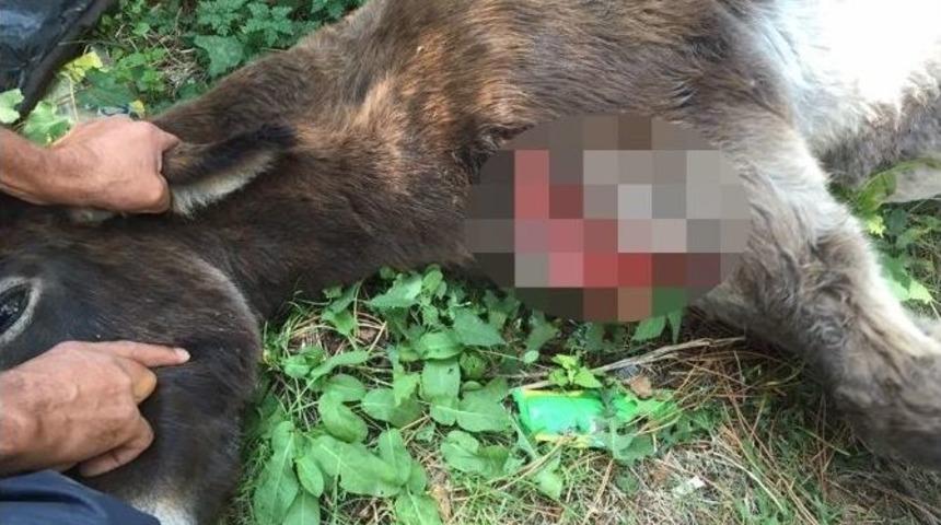 Eşeği Baltayla Yaralayıp Terk Ettiler