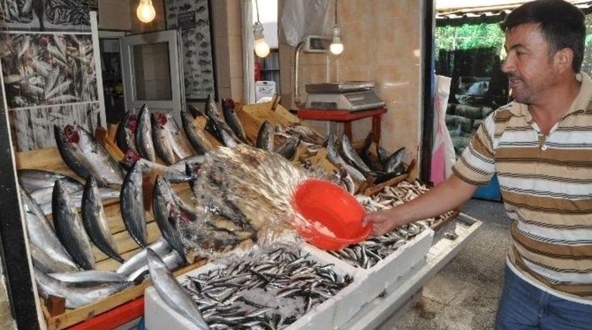 Tezgahlarda Palamut Bereketi