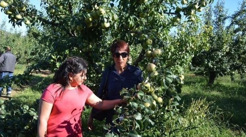 Korkuteli&rsquo;de 2. Armut Bah&ccedil;e G&uuml;n&uuml; D&uuml;zenledi