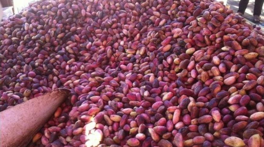 Bayram Sonrası Fıstık Zammı