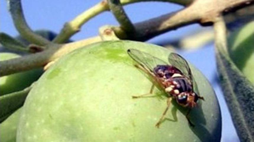 Aydın&rsquo;da Zeytin Sineği Zararlısına Karşı İla&ccedil;lama Zamanı