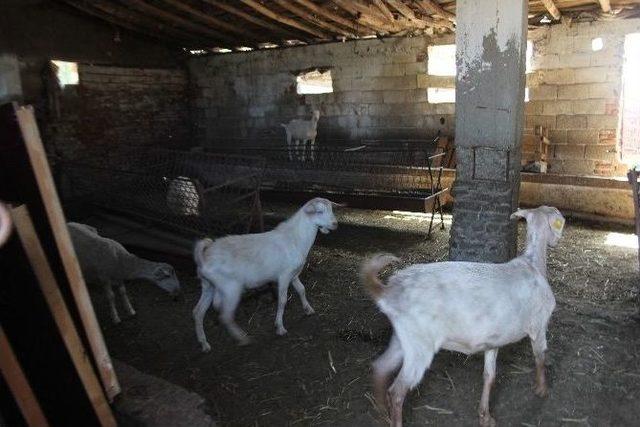 Hırsızlar, Takibe Aldıkları Kebapçının Kuzularını Çaldı