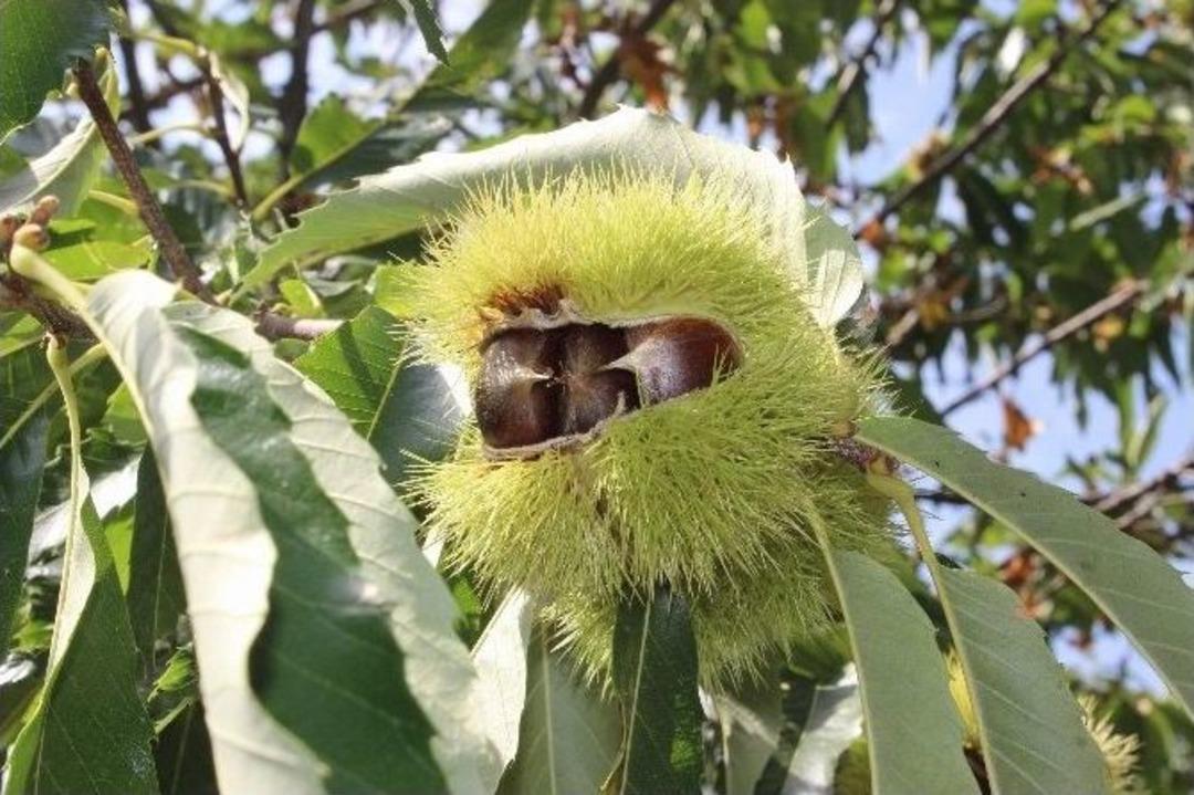 (&ouml;zel Haber) Katil Arılar 20 Bin Ağacı Kuruttu, Uludağ&rsquo;da Hasat Sıkıntılı Başladı