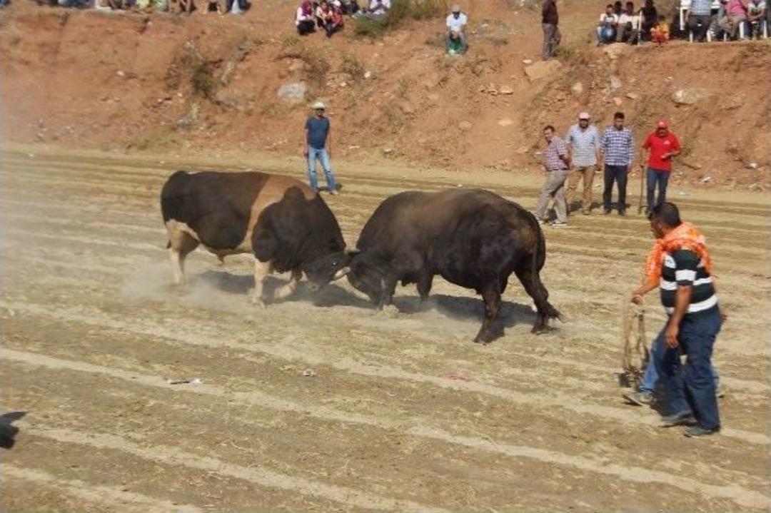 Boğalar Balıkk&ouml;y Arenası&rsquo;nda Kozlarını Paylaştı
