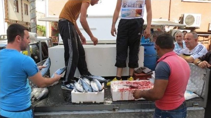 Marmara&rsquo;da Palamut Bereketi