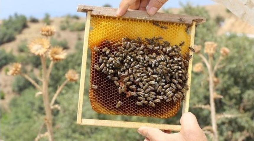 İzmir&rsquo;e 10 Bal Ormanı