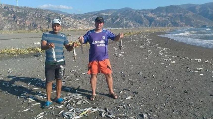 Hatay&rsquo;da Binlerce &Ouml;l&uuml; Balık Sahile Vurdu