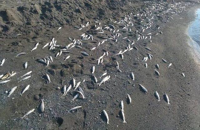 Hatay’da Binlerce Ölü Balık Sahile Vurdu