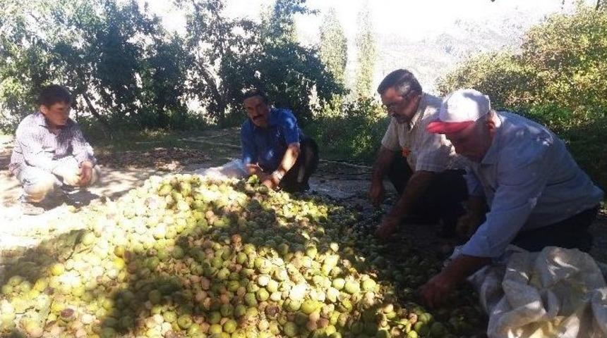 Kahramanmaraş&rsquo;ta Ceviz Hasadı Başladı
