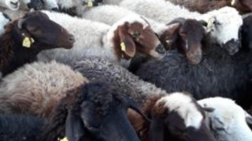 Mehmet&ccedil;ik Vakfı&rsquo;na Bağışlanan Kurbanlar Erzurum&rsquo;da Kesildi