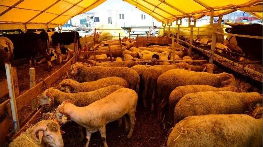 Ihtiyaç Sahiplerine Kurban Bağışı