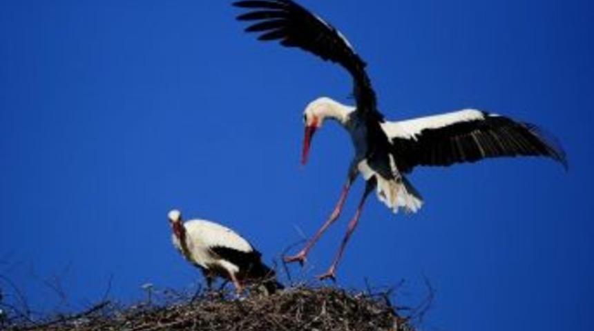 Uedaş, Yeni Yapılan T&uuml;m Elektrik Nakil Hatlarına &lsquo;kuşları Koruma&rsquo; Zorunluluğu Getirdi
