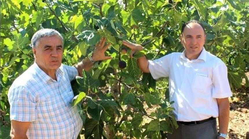 Tut İl&ccedil;esindeki &Ouml;rnek İncir Bah&ccedil;esi Gezildi