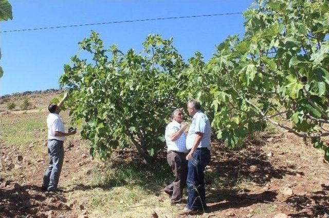 Tut İlçesindeki Örnek İncir Bahçesi Gezildi