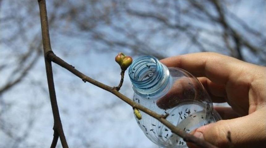 İtalya&rsquo;dan Gelen Katil Arılara Karşı Ormanlara B&ouml;cek Salındı