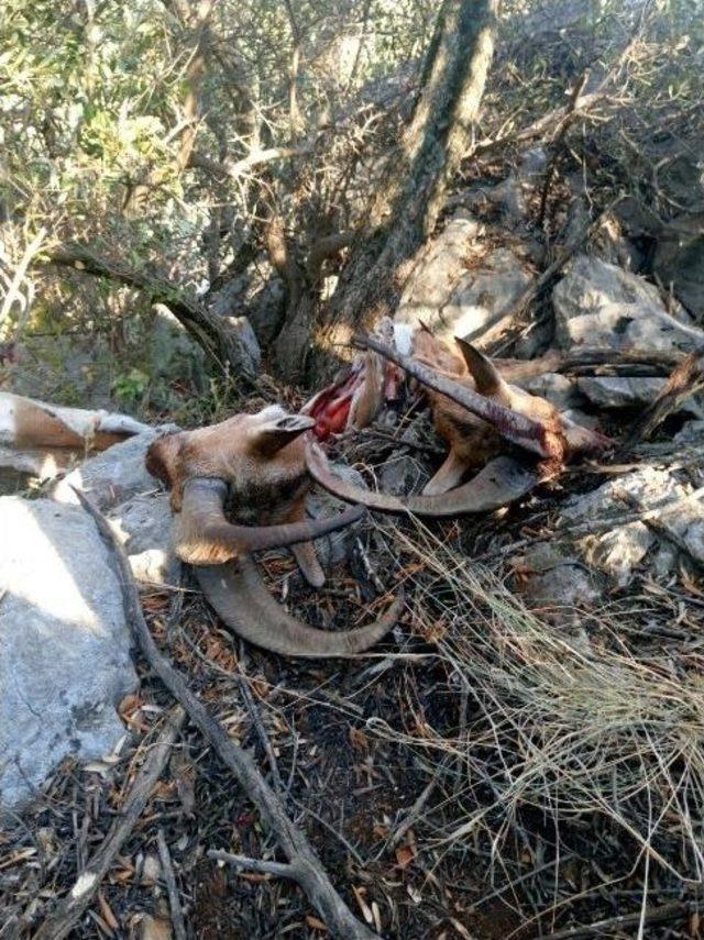 Antalya’da Dağ Keçileri Kaçak Avcı Kurbanı Oldu