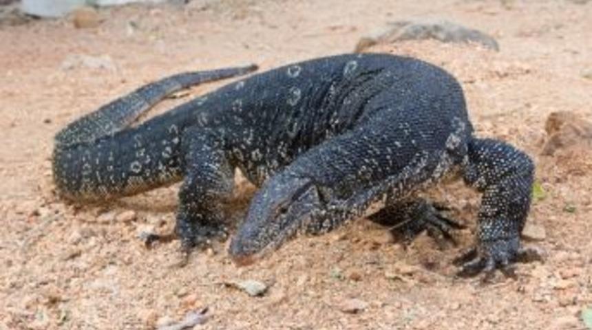Aqua Vega Da &rsquo;&rsquo;salvador Varanus&rsquo;a&rsquo;&rsquo; B&uuml;y&uuml;k İlgi