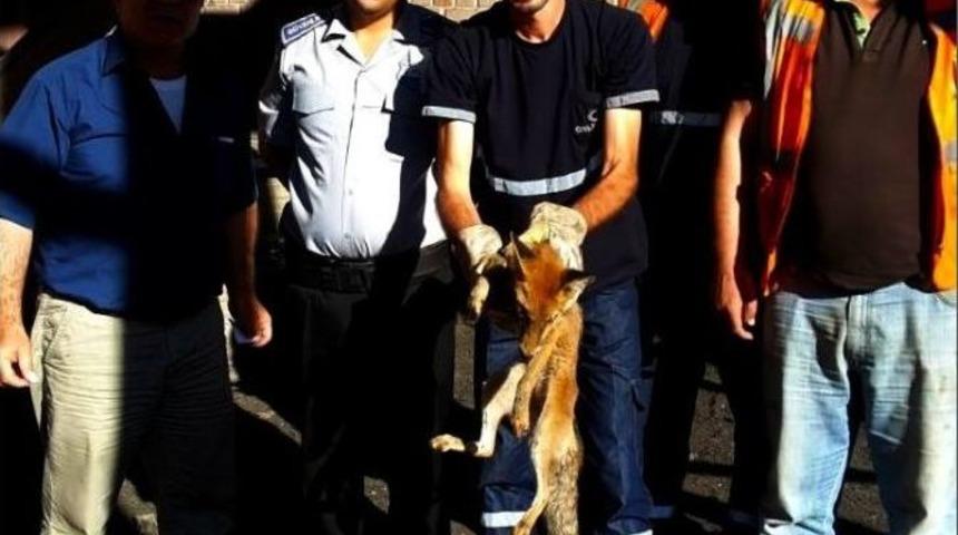 Kurnaz Tilki Bacaya Sıkıştı...