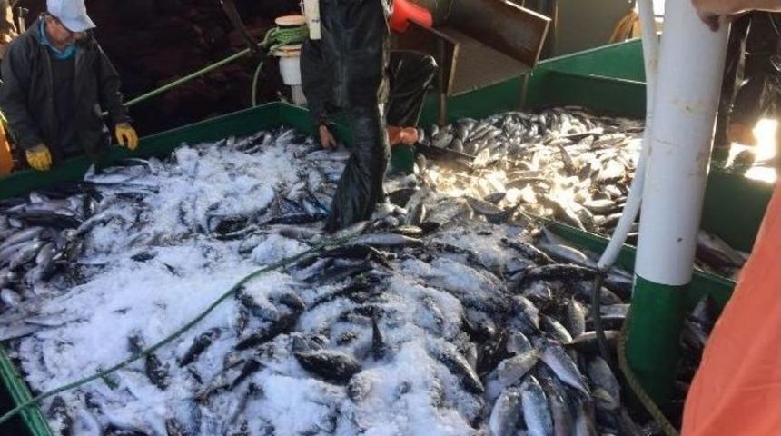 Balık&ccedil;ıların Ağından Rekor &Ccedil;ıktı...(&ouml;zel Haber)