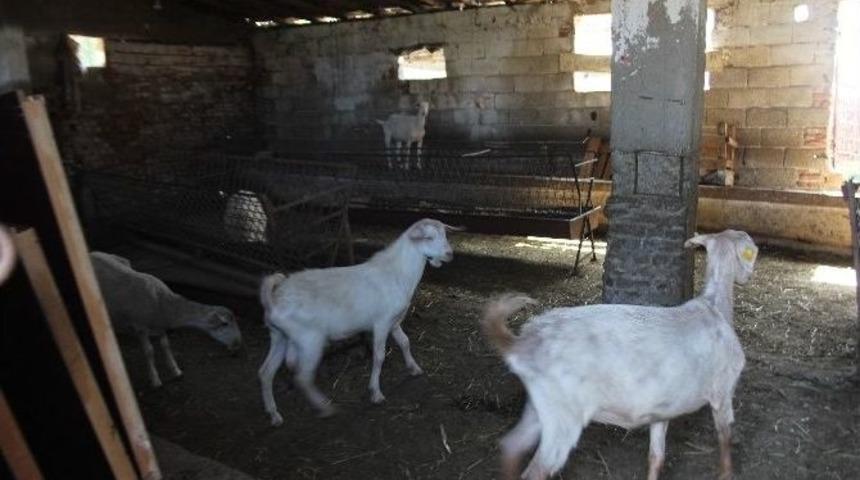 Kuzular Ahıra, Sahte Sahibi Nezarete Alındı