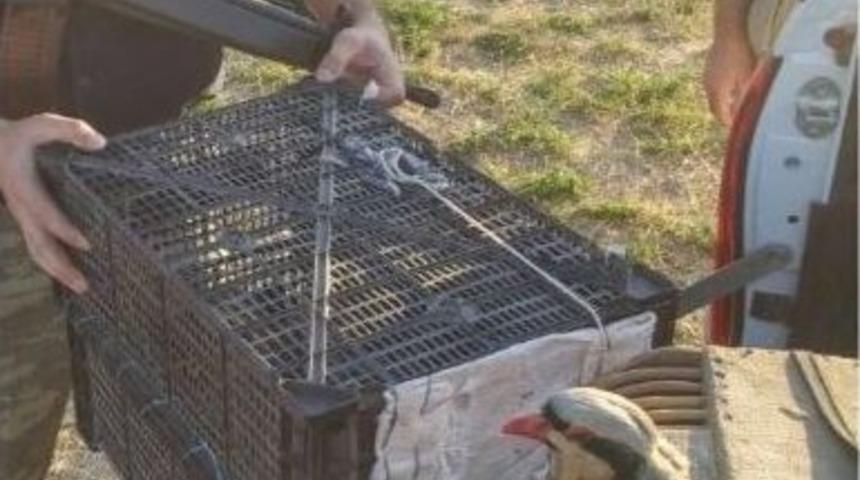 G&uuml;roymak&rsquo;ta Ka&ccedil;ak Avcılara Su&ccedil;&uuml;st&uuml;