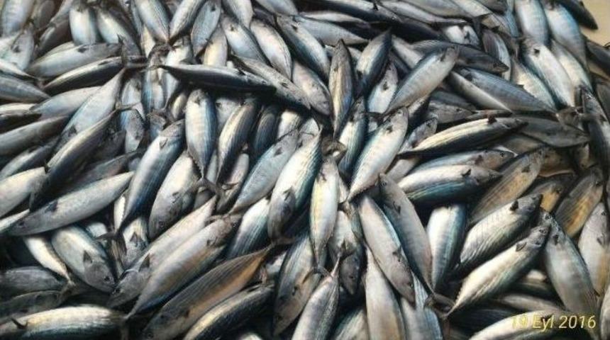 Karadeniz’de Palamut Bereketi