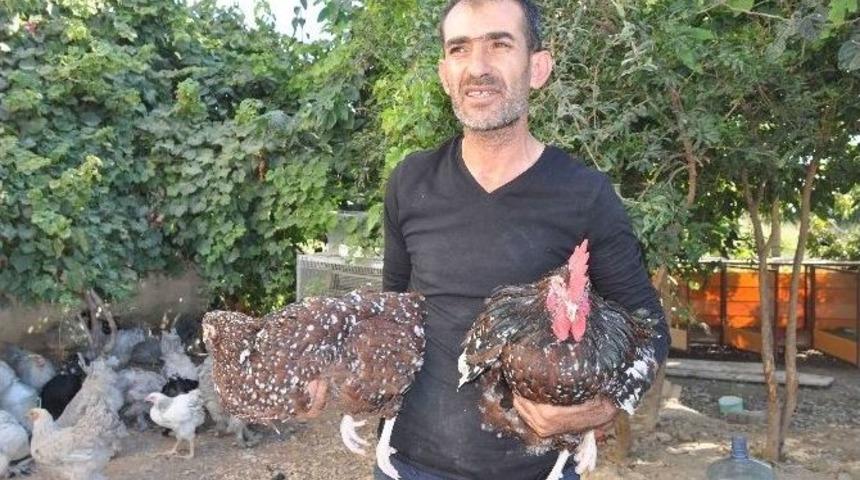 Hobi Olarak &Uuml;rettiği S&uuml;s Tavuklarını 2 Bin Tl&rsquo;den Satıyor