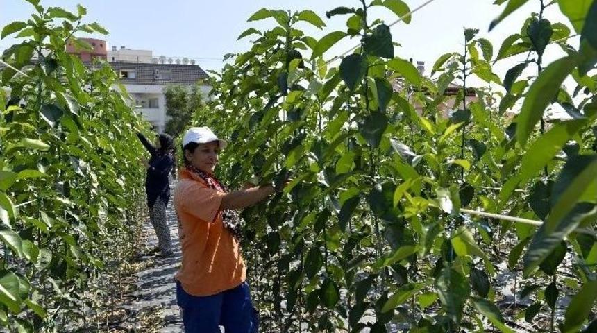 Muratpaşa Belediyesi 10 Bin Turun&ccedil; Fidanı &Uuml;retti