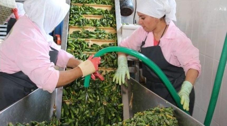 200 Tonla Başladığı &Uuml;retimi 4 Bin Tona &Ccedil;ıkartmayı Hedefliyor