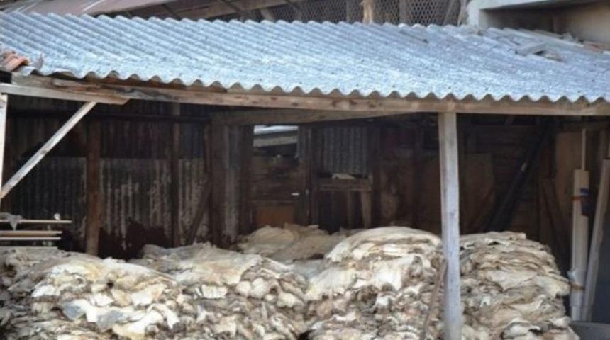 Thk Biga&rsquo;da 6 Bin Kurban Derisi Topladı