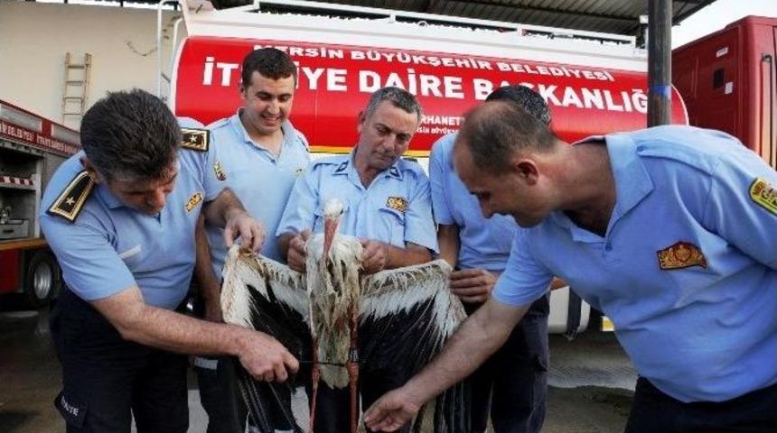 Bilim İnsanlarının İncelemeye Aldığı Leylek Mersin&rsquo;de Vuruldu