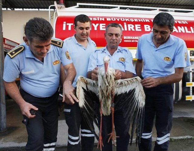 Bilim İnsanlarının İncelemeye Aldığı Leylek Mersin’de Vuruldu