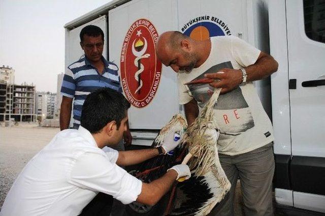 Bilim İnsanlarının İncelemeye Aldığı Leylek Mersin’de Vuruldu