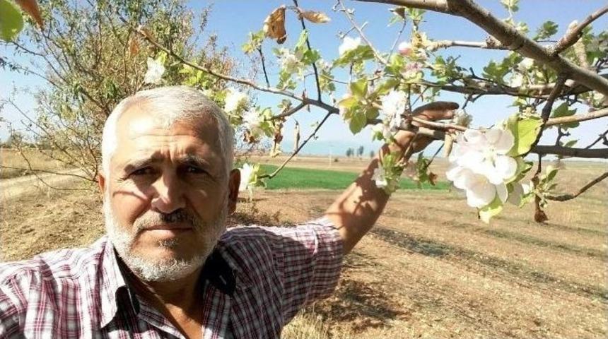 Sonbaharda &Ccedil;i&ccedil;ek A&ccedil;an Elma Ağacı Şaşırttı