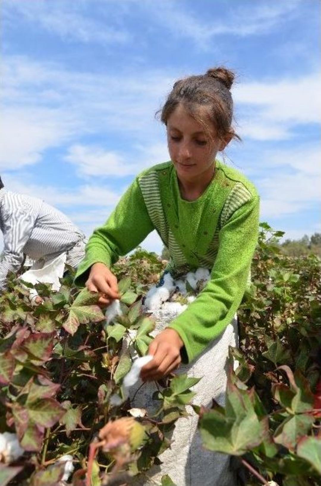 Yaşıtları Okulda Ders G&ouml;r&uuml;rken Onlar Pamuk Tarlasında &Ccedil;alışıyor