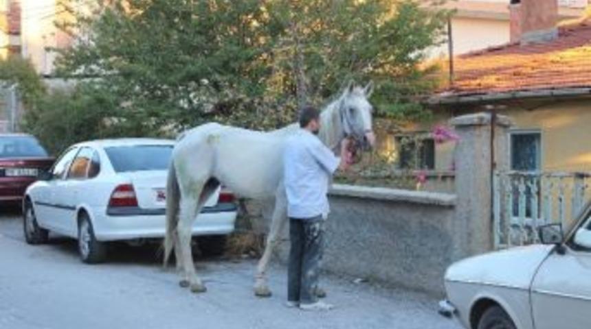 Tavşanlı&rsquo;da At Operasyonu