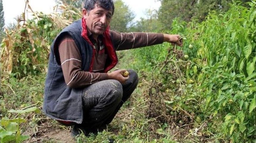 Domatesi Fungal Hastalığı Vurdu