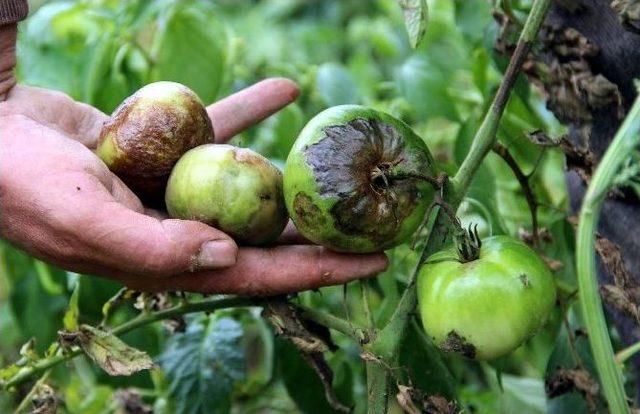 Domatesi Fungal Hastalığı Vurdu