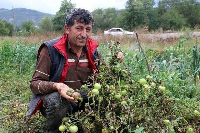 Domatesi Fungal Hastalığı Vurdu