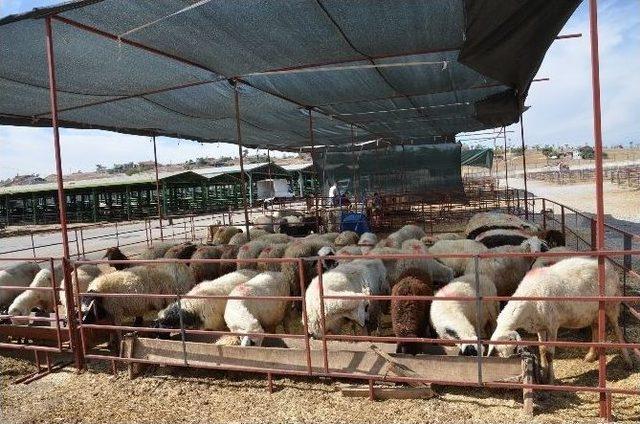 Bayramda En Çok Küçükbaş Kurbanlıklar İlgi Gördü