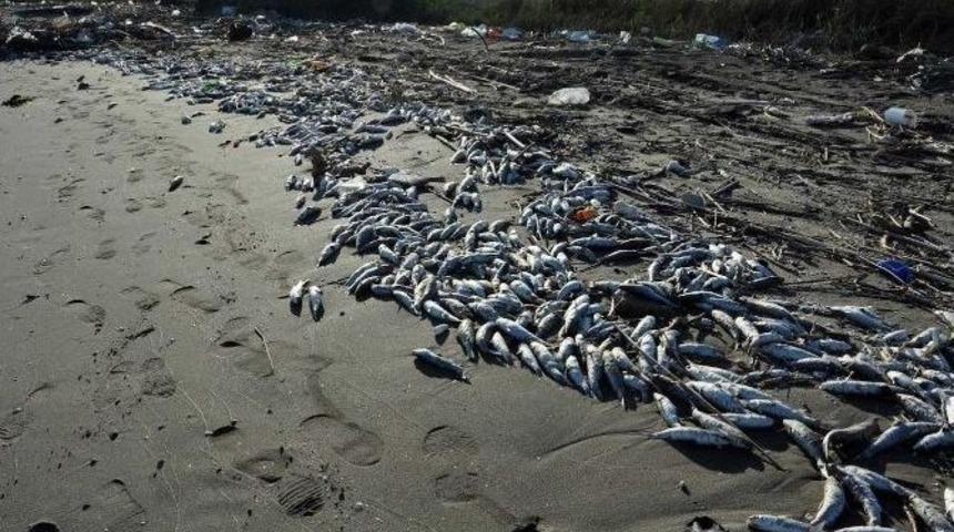 Mersin&rsquo;deki Balık &Ouml;l&uuml;mleri Tbmm&rsquo;ne Taşındı