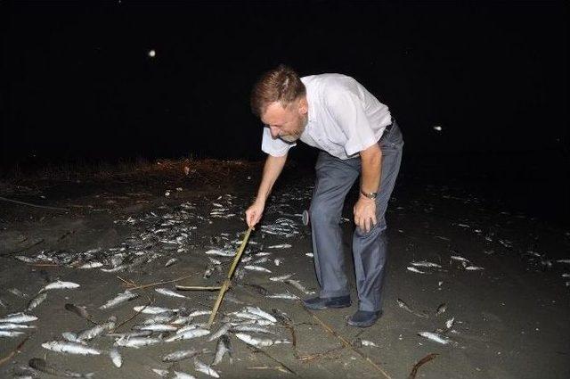 Mersin’deki Balık Ölümleri Tbmm’ne Taşındı