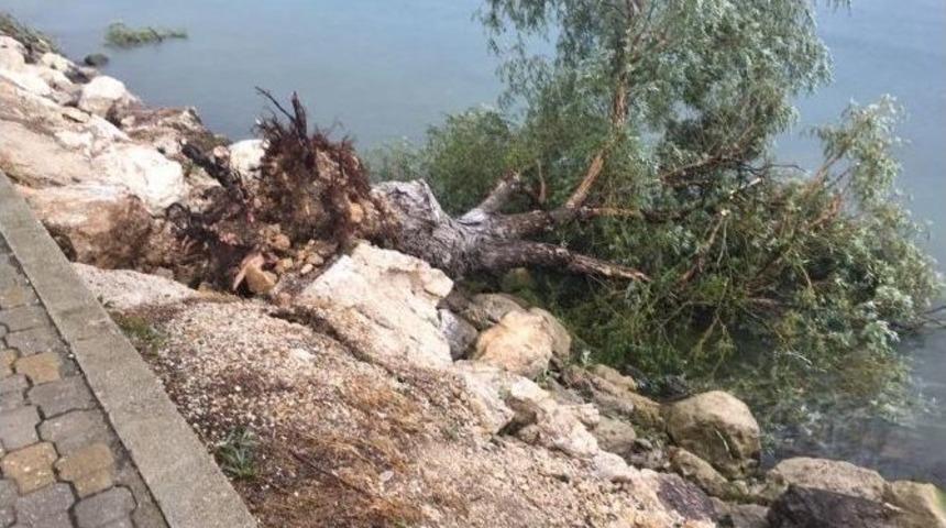 Eğirdir&rsquo;de Şiddetli R&uuml;zgar Ağa&ccedil;ları Yerinden S&ouml;kt&uuml;