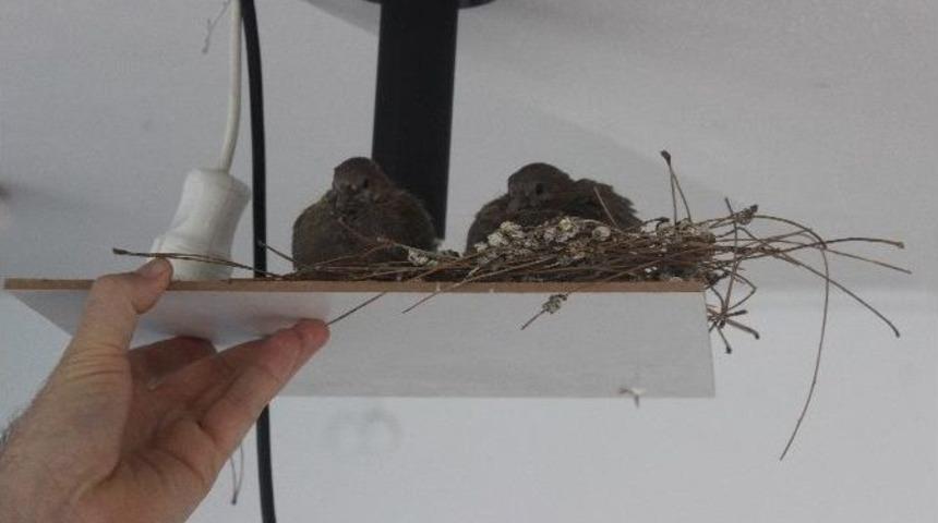 Kumruların Yuvası İ&ccedil;in Sınıf Taşıdılar