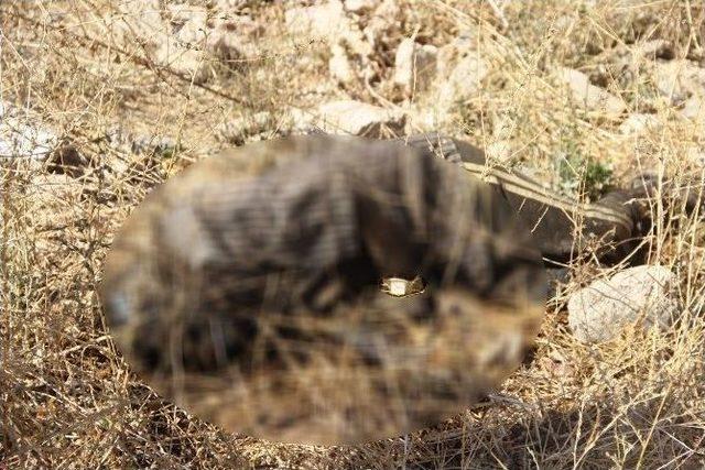 Gaziantep’te Çürümüş Erkek Cesedi Bulundu